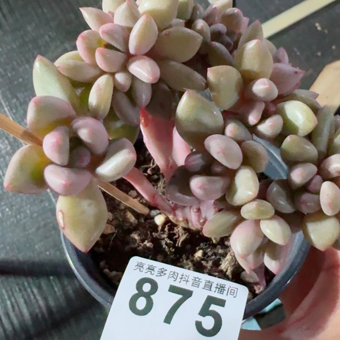 桃花源缀化       多肉植物