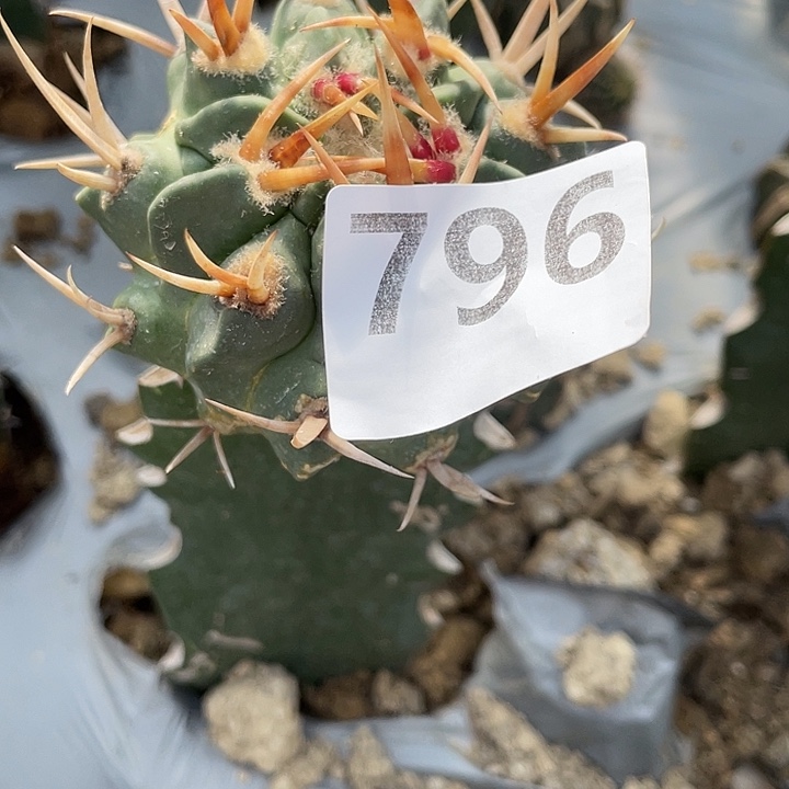 ソ***。796号三角接宽刺龙剑丸