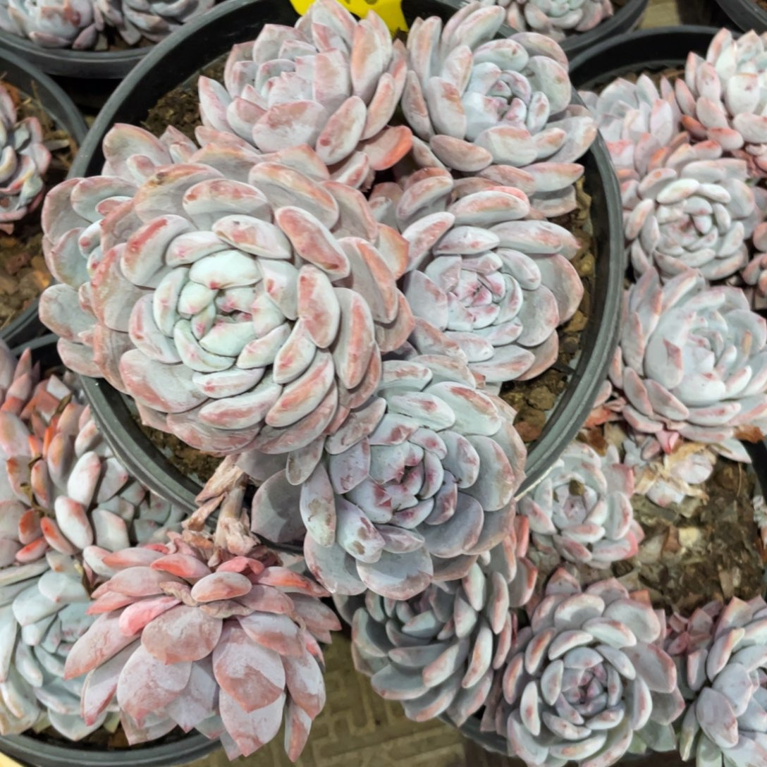 16号星影群生多头