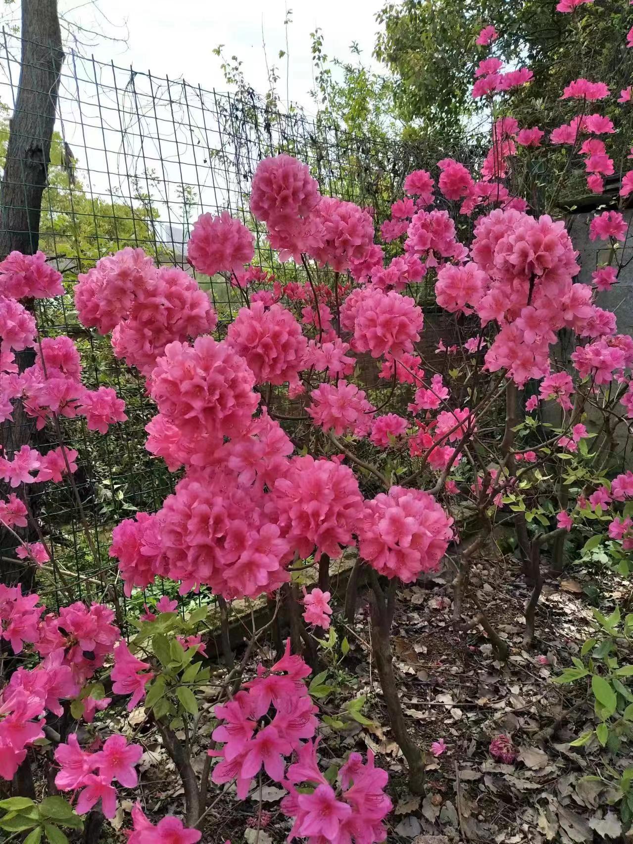 映山红，黄  紫  白  橙  落叶杜鹃花