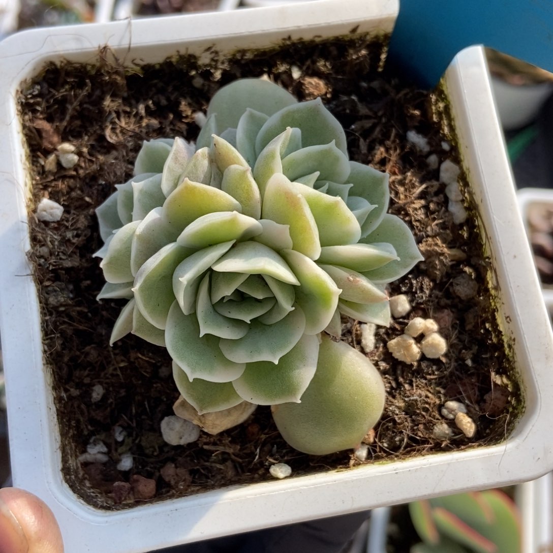 720昂锦多肉植物保护