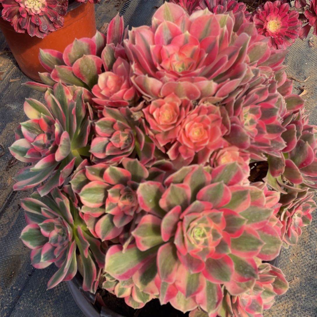 572粉女郎精品法师多肉