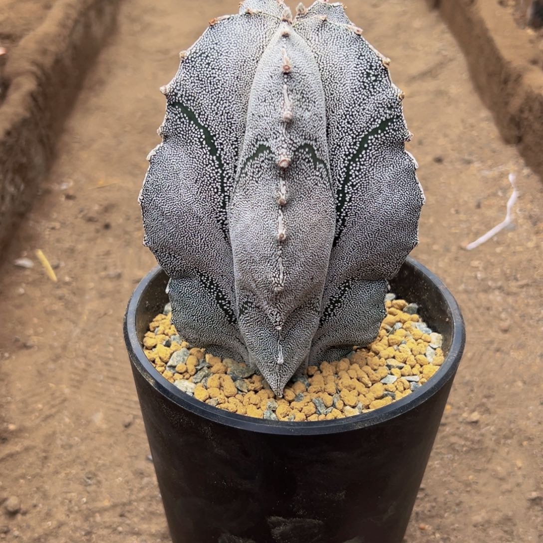 恩冢Wewwwwwwwwwwww