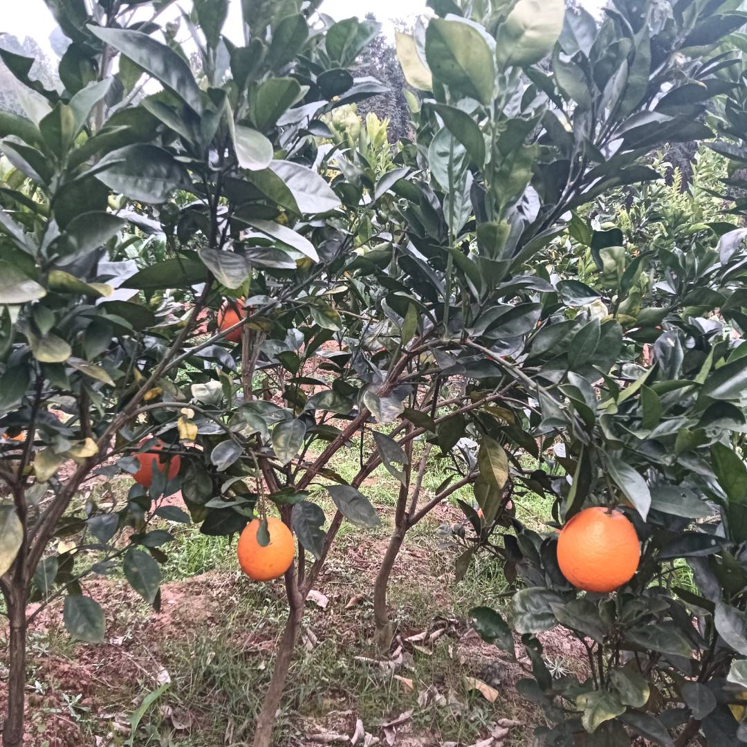 纽荷尔脐橙苗 自家苗圃 现挖现发 苗子壮根系好 保湿发货成活率高