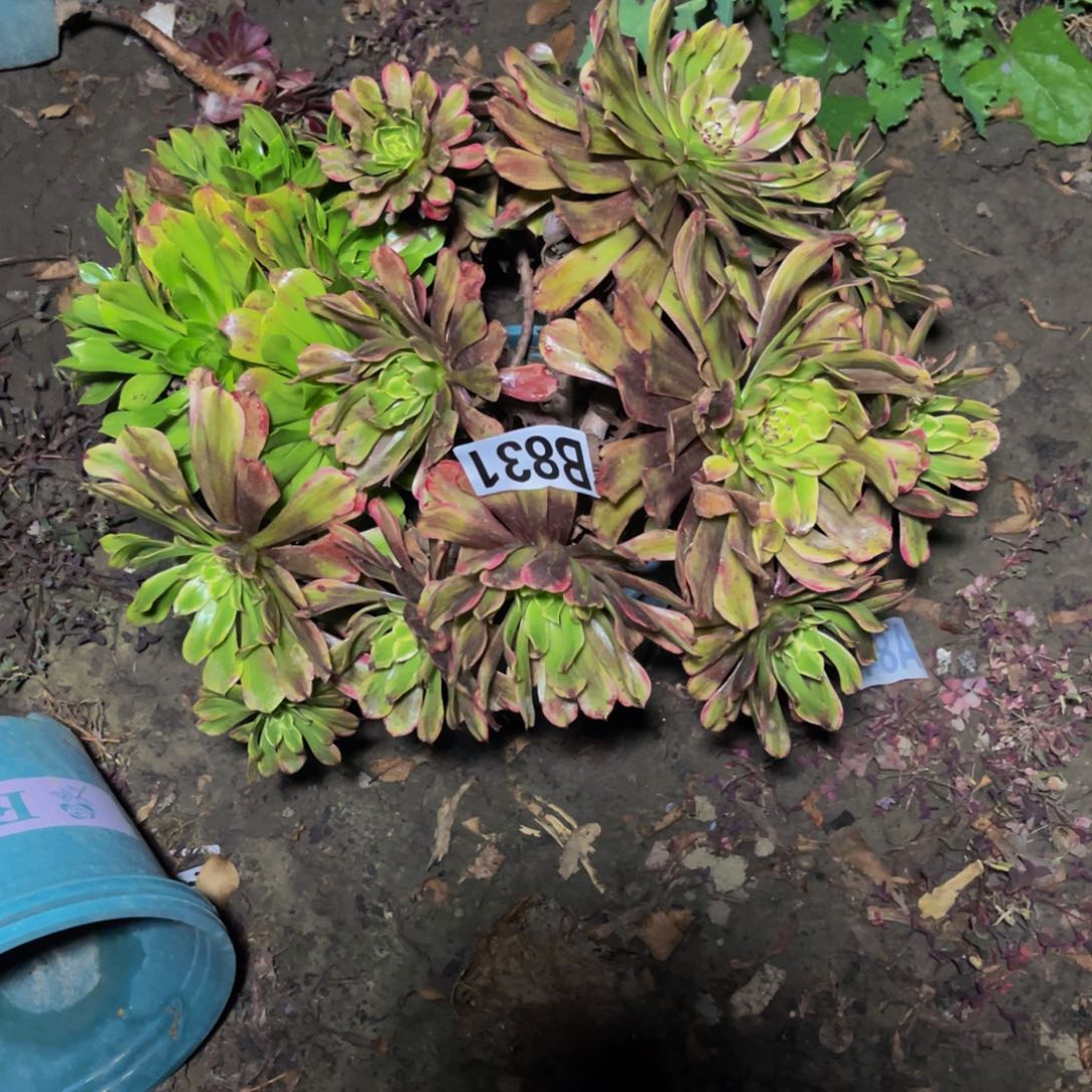 粉黛法师14-/////45包邮