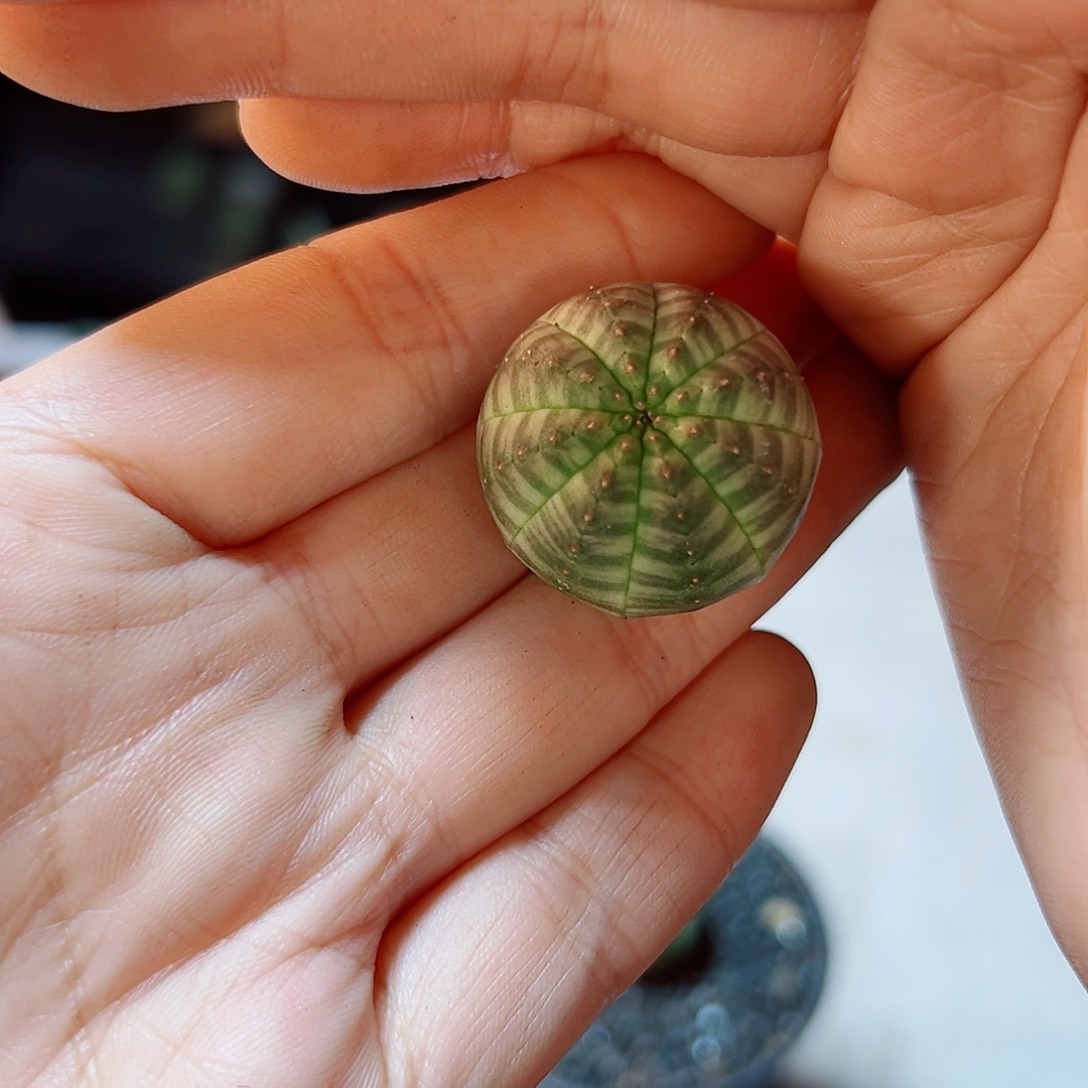 实生神玉基因布纹球2.3公分