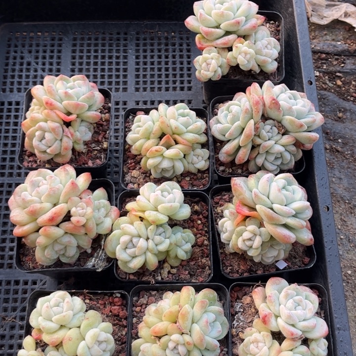 冰玉多肉七方盆一组10个17号