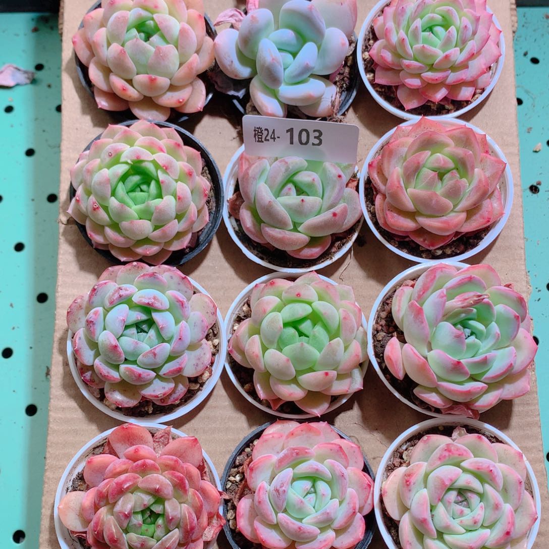 24-103一物一拍带盆18颗