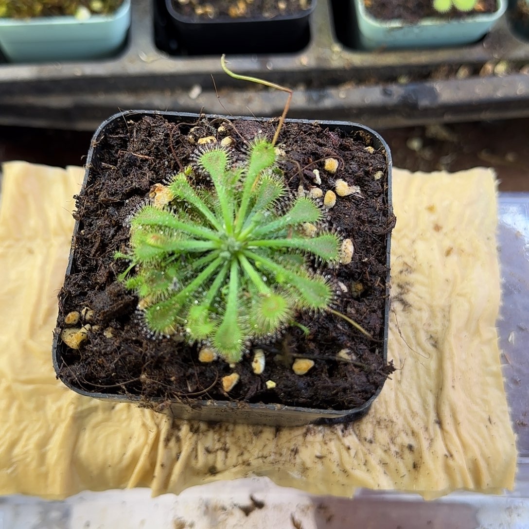 雨***夜无花朵茅膏菜河畔长毛