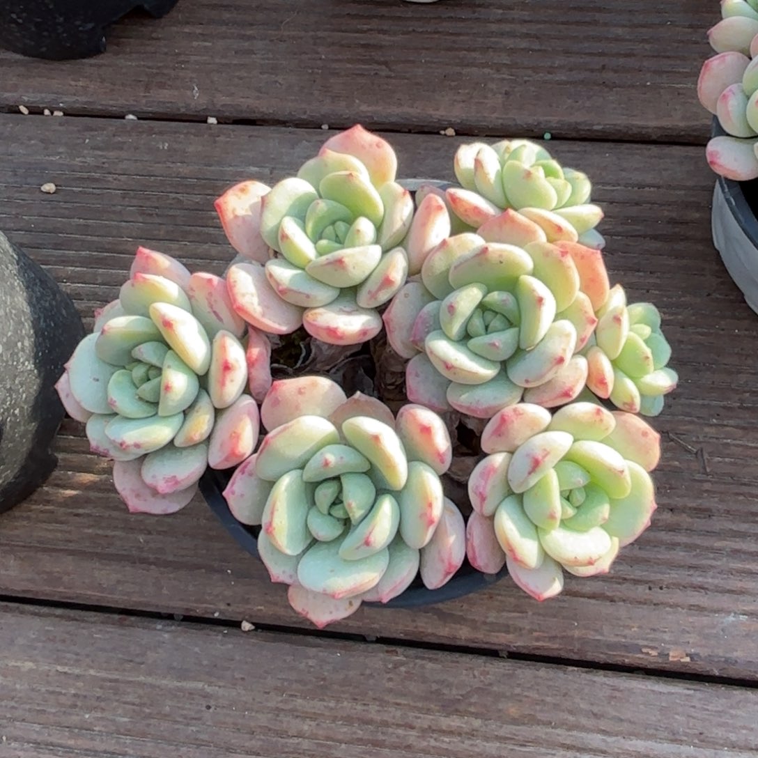 无花朵香草小老桩111