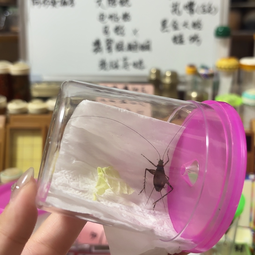琉球亮蟋 不包断须尾