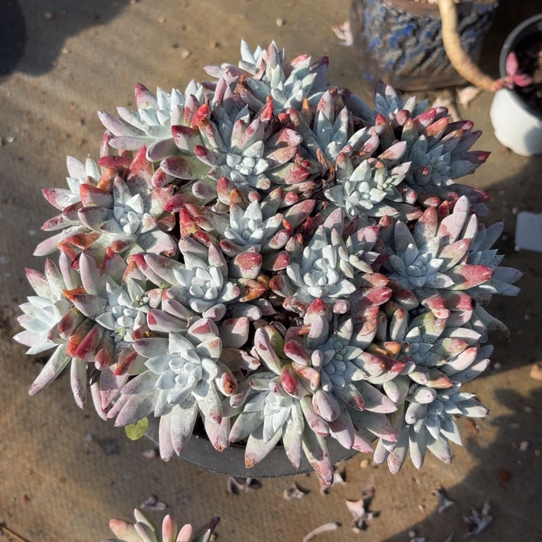 J***A白姆，仙女杯多肉。