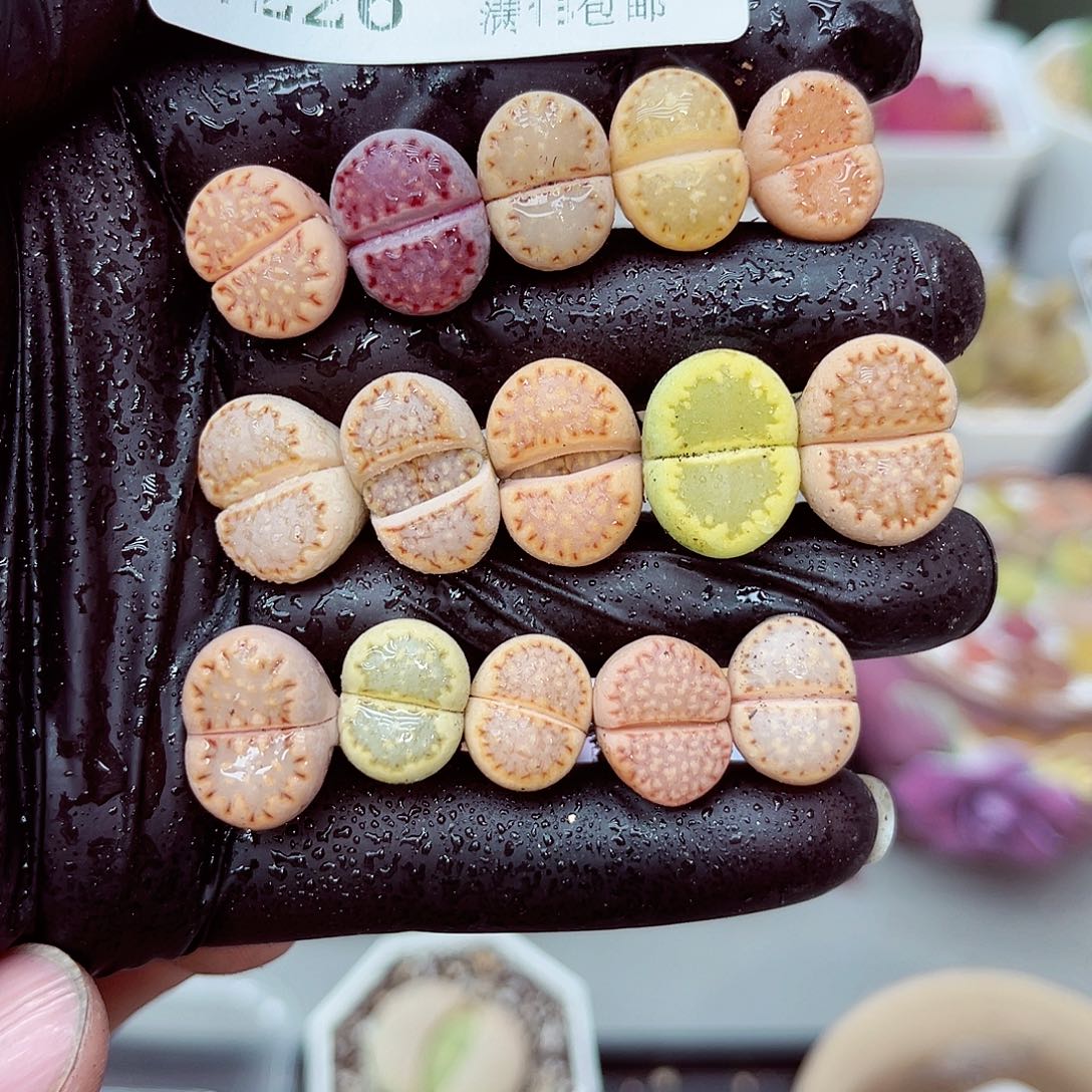 郎哥多少生石花26-26