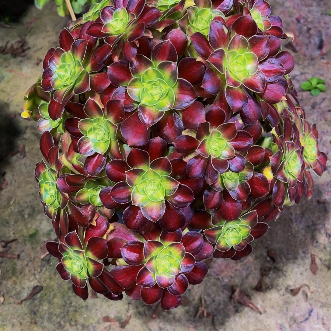 老庄绍华法师30.8