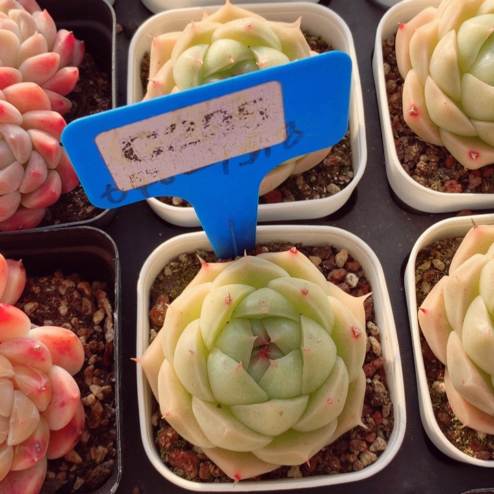 明月猪多肉植物5cm