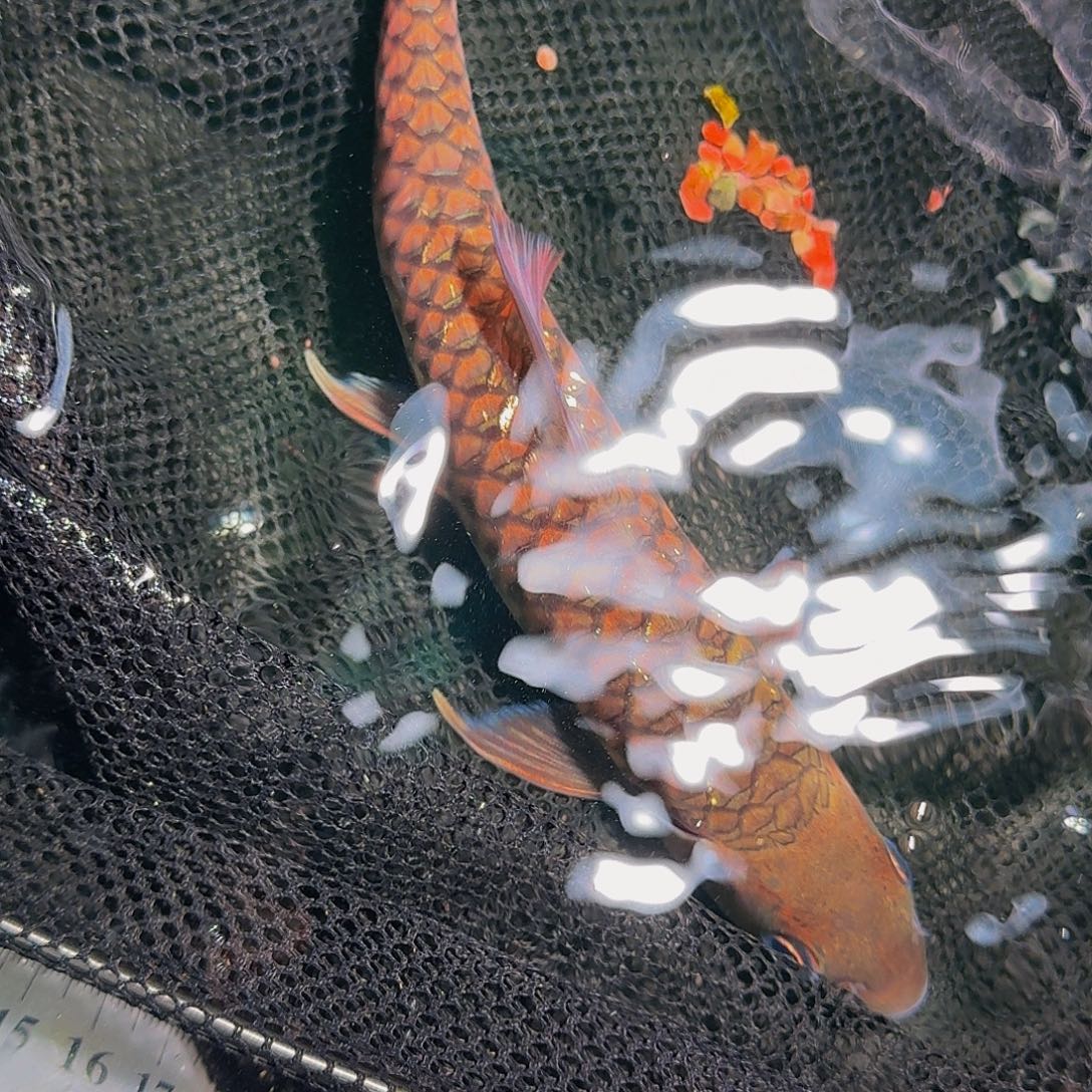 吉罗鱼巴拉尾巴开衩