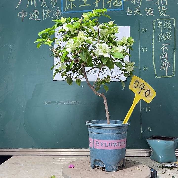 完全开放 造型 白雪公主 040