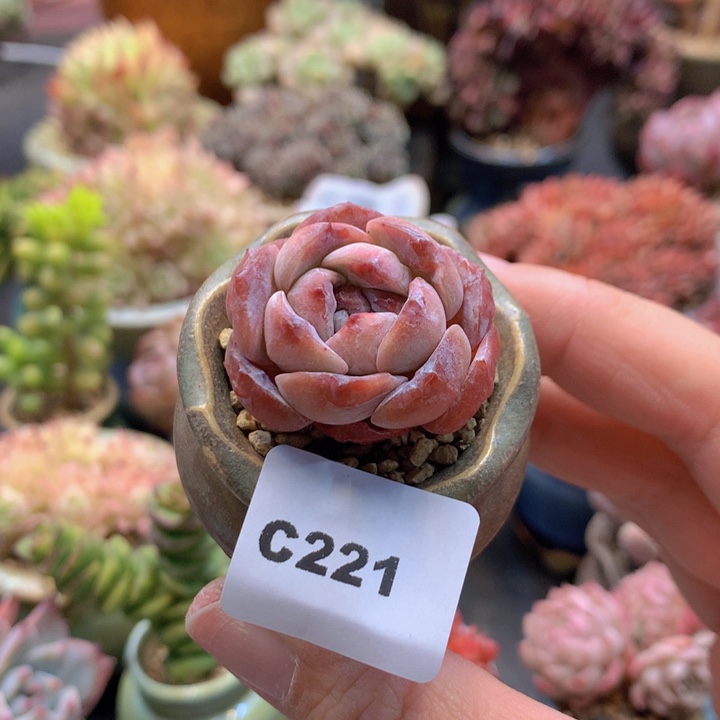一物一拍含盆土满38包邮C221