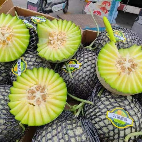 玫珑瓜/哈密瓜/黄金瓜，甜瓜系列