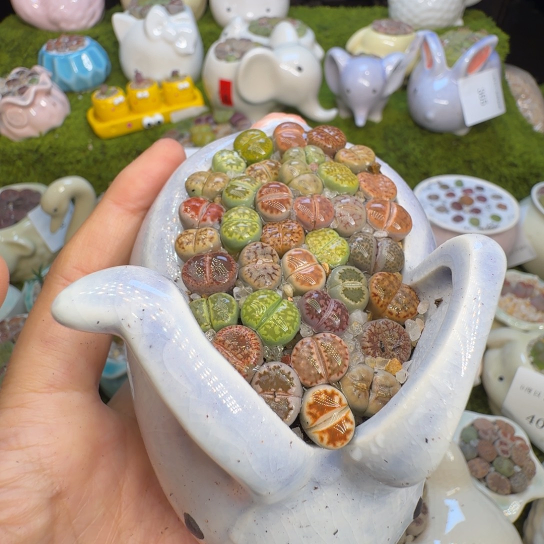 多肉植物福利冲419