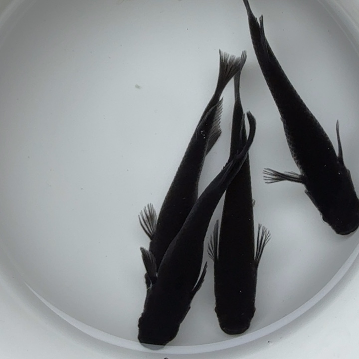青鳉鱼大蛇32号青鳉