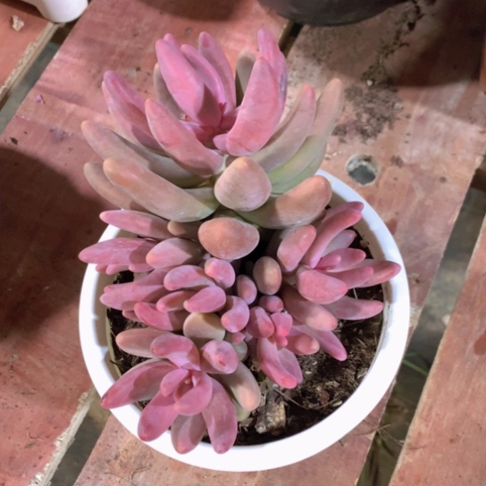 虾*红手指剁肉54453525