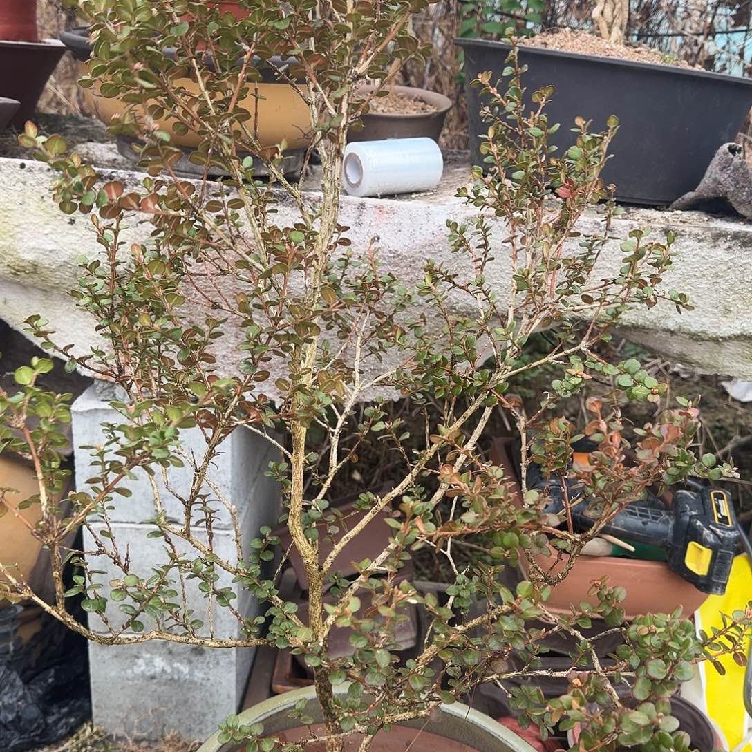 无花朵安徽珍珠黄杨1380