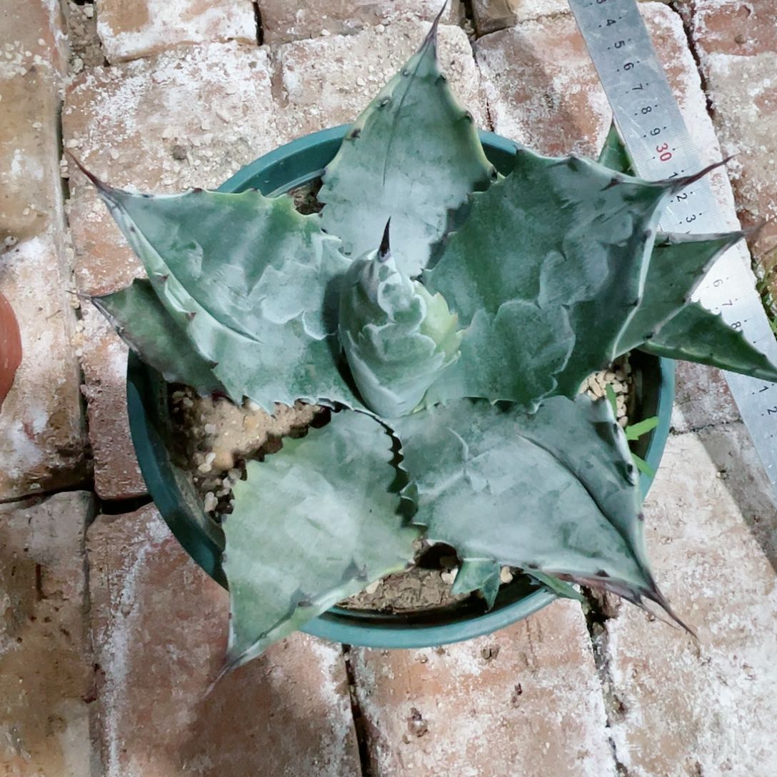 睡****马武藏坊小颗龙舌兰包邮