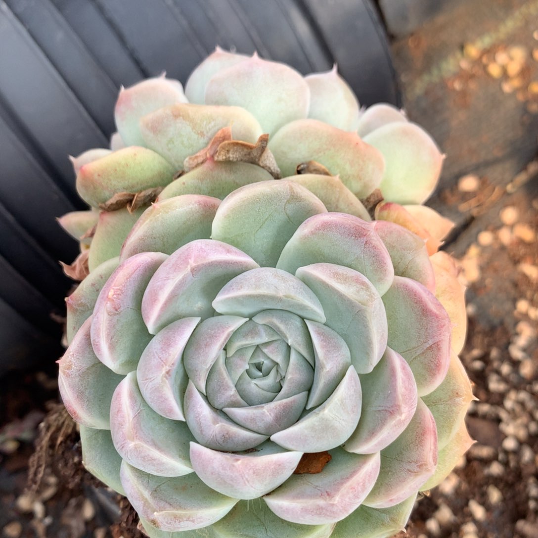 3864杂交精品基地11厘米