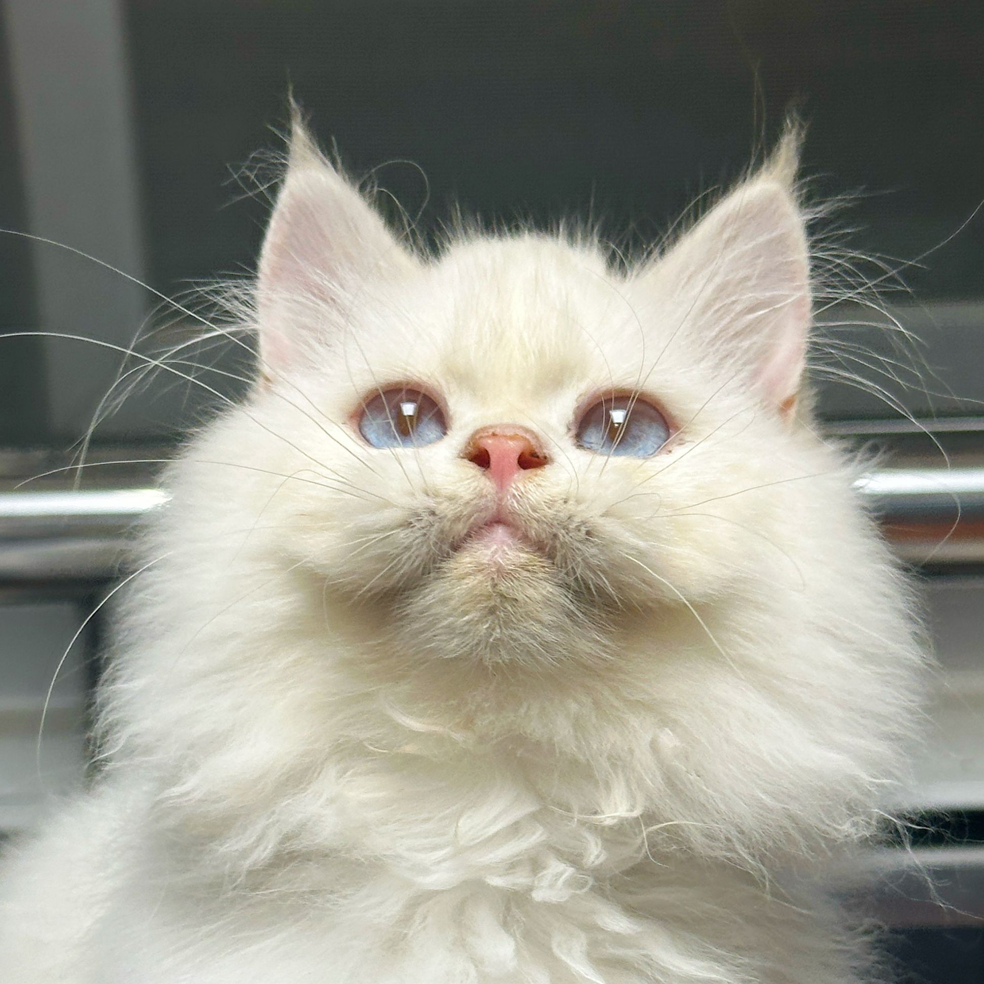 来了姊妹-金点英长猫-妹妹-75