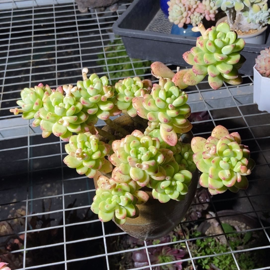 香格里拉多肉植物保护研究所