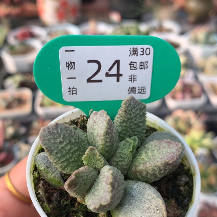 融化纹猪肝 多肉 24