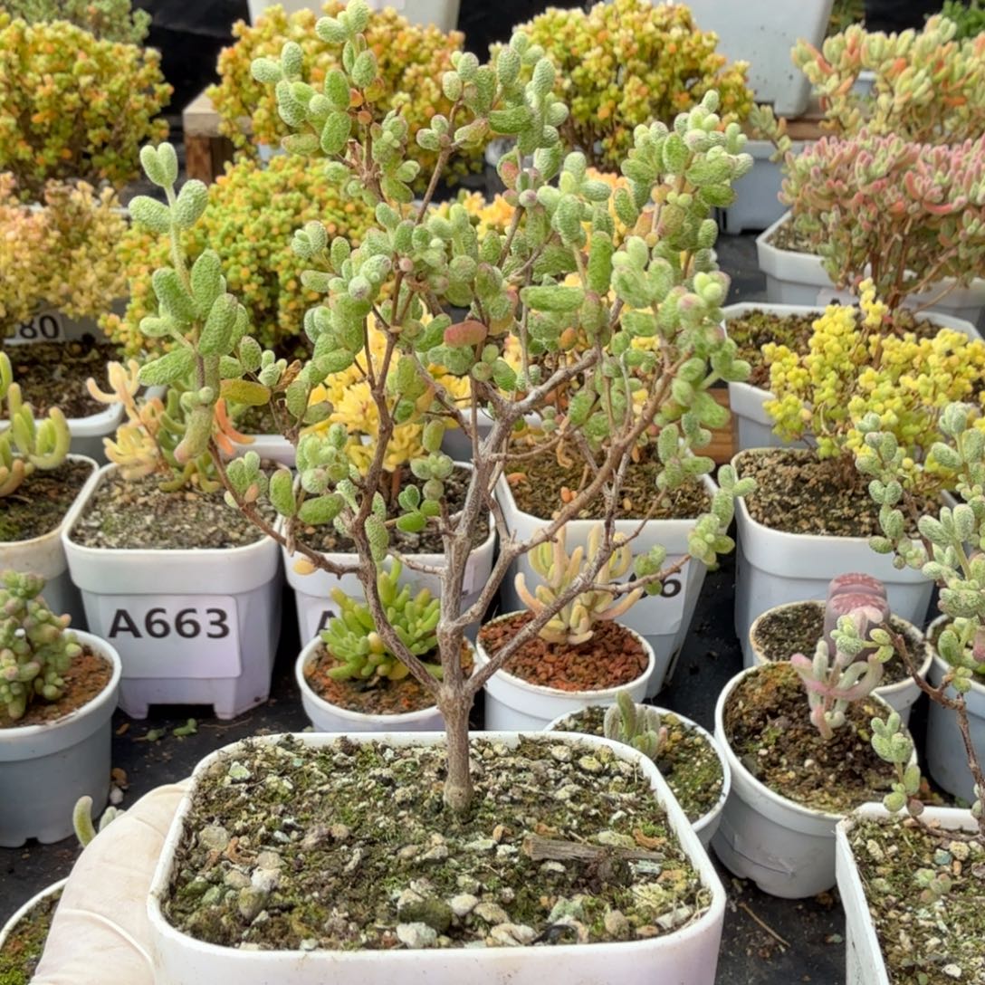 ****困A692白虎斑锦枝干