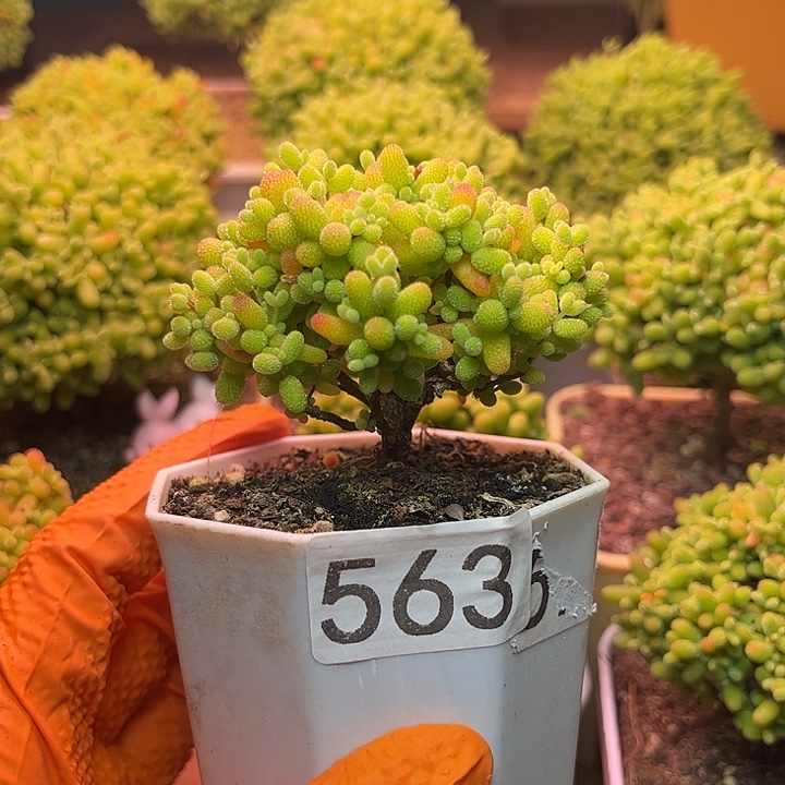 无花朵563金桔糖球