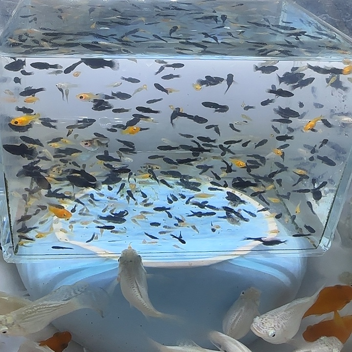 海水自来水，井水，河水8元快递费，到手50条（不包损）