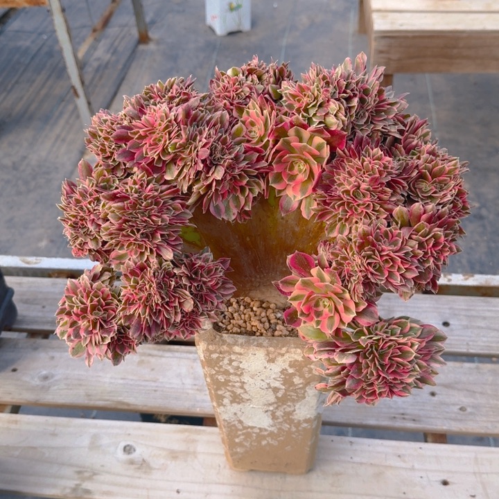 粉女巫默认微瑕111