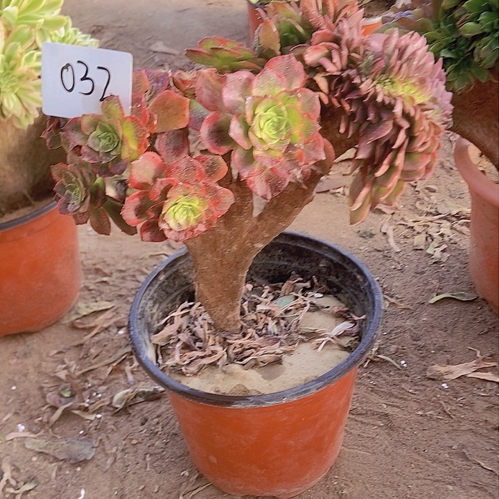 032万黄缀化老板子有断指