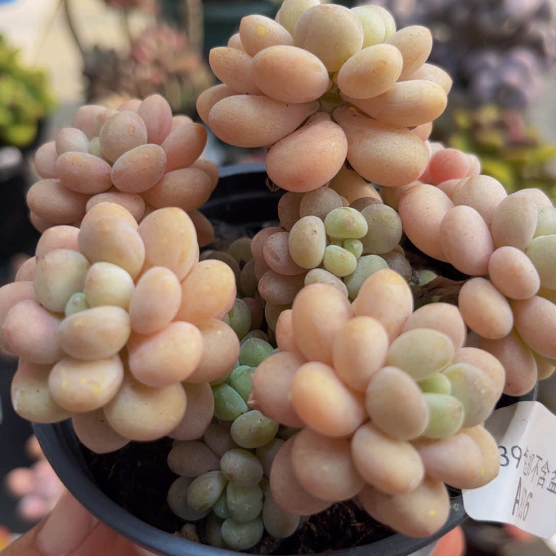 836洛可可8cm多肉植物