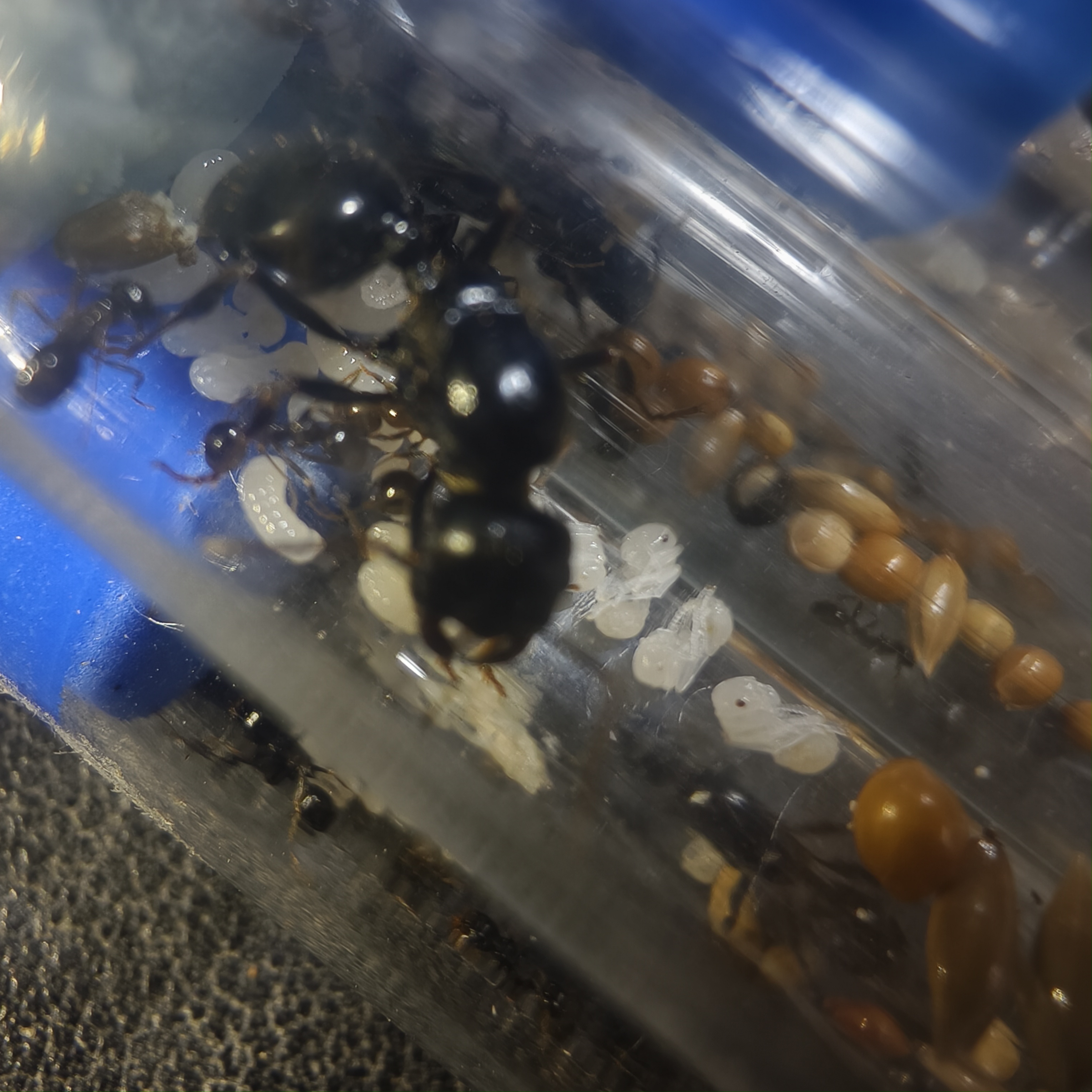 宠物蚂蚁大头收获蚁新生群落观察包活到手（收到4小时内开箱包售后