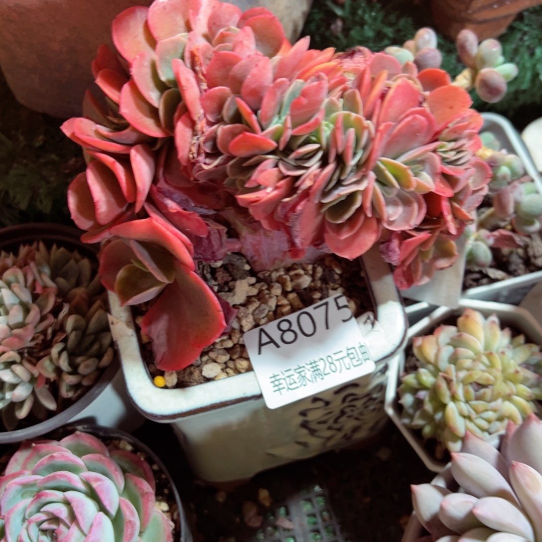 幸运的是我的朋友