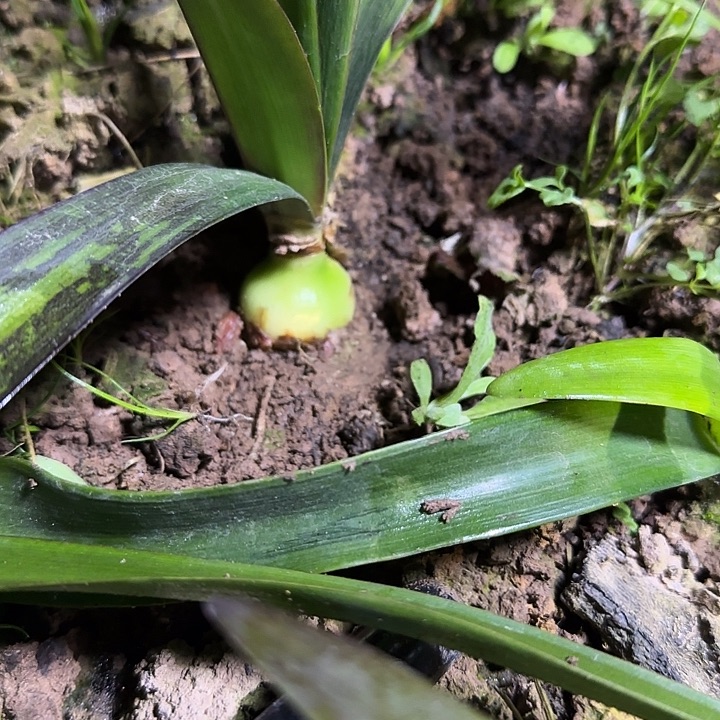 盲盒3厘米朱顶红可寄养