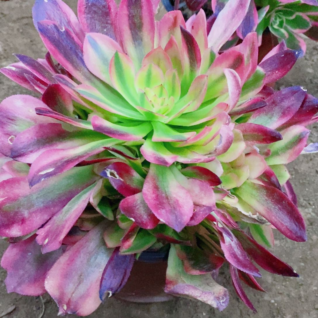 不知火舞开播福利