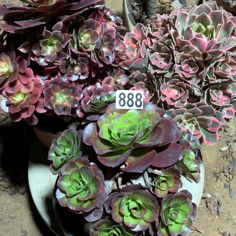 888三颗法师多肉植物
