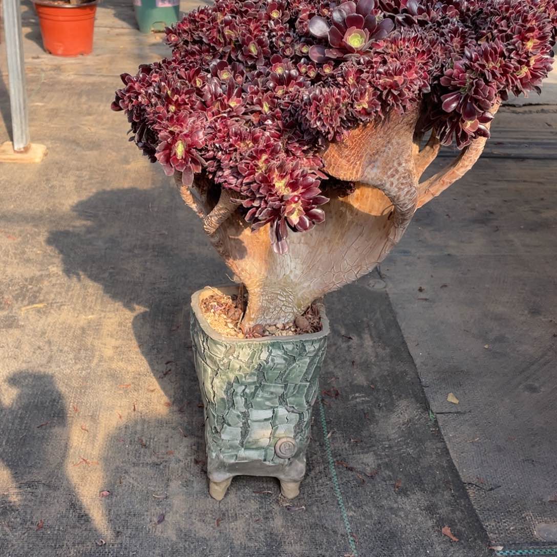 我是真的很喜欢这个