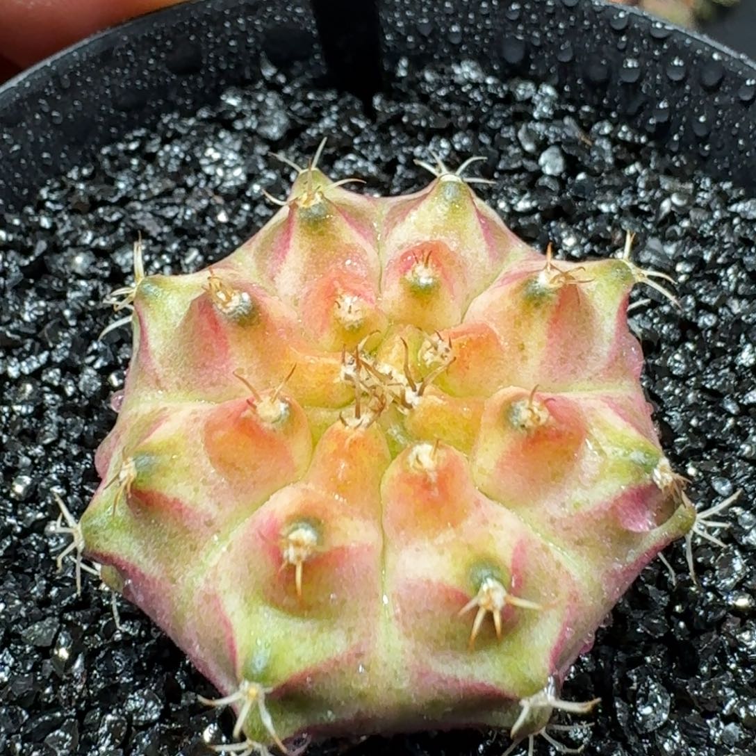 新年快乐!新年快乐!!