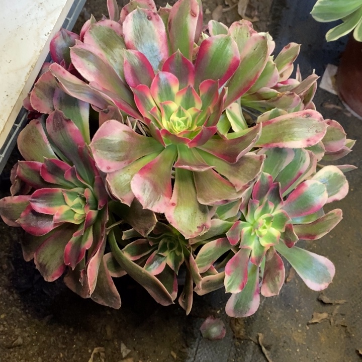 妖月多肉断头不包187