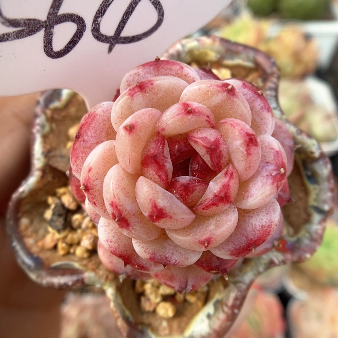 天鹅绒可拍564号。 