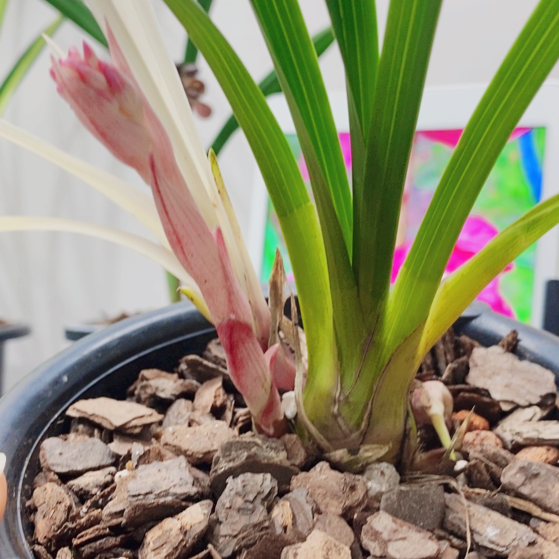 金***洋大部分花苞少量开放