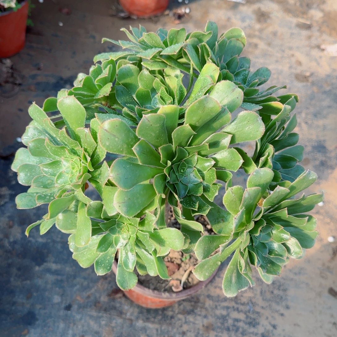 绿法师709满20包邮断枝不包