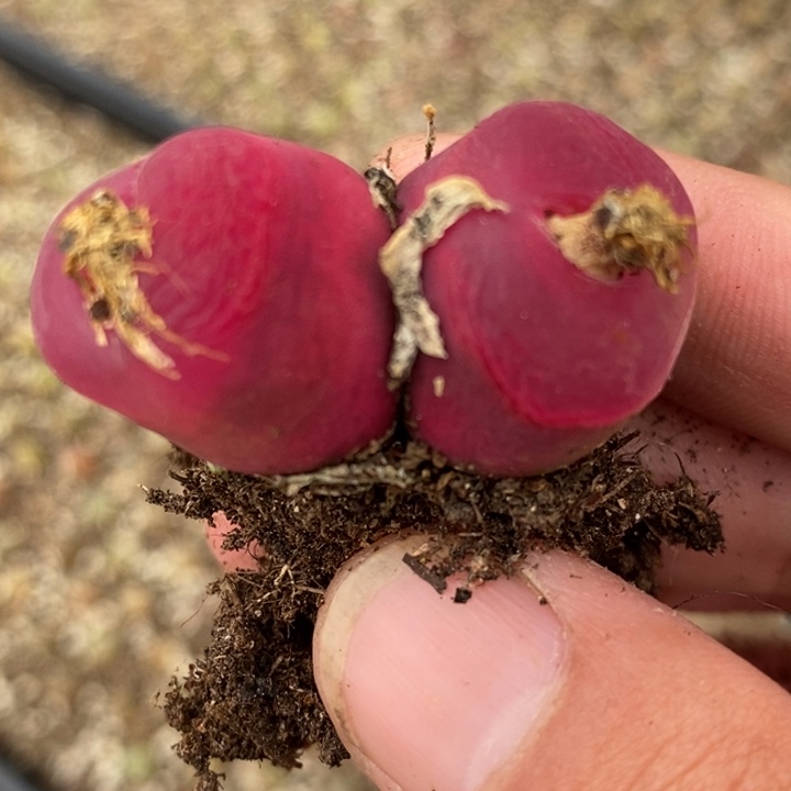 2075一颗丝绒一颗